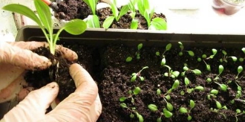 Kako i kada roniti petunije kod kuće